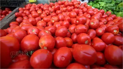 انخفاض جديد في سعر الطماطم اليوم بالأسواق، وهذه أحدث أسعارها