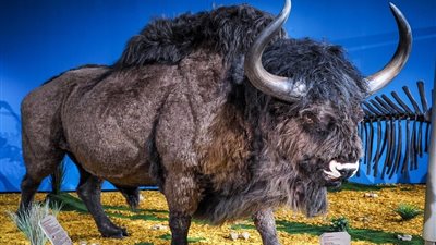 دراسات علمية تتوقع أسباب انقراض حيوان بيسون السهوب القديم