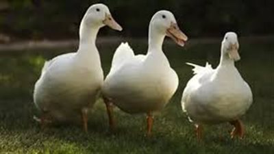  تفسير حلم البط في المنام وعلاقته بالحصول على وظيفة جديدة 