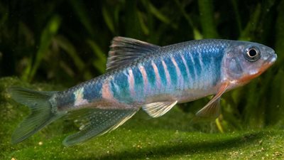 اكتشاف نوع جديد من الأسماك شرقي الصين