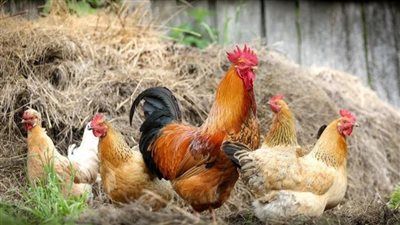 بزيادة 3 جنيهات، أسعار الدواجن تواصل الارتفاع في الأسواق