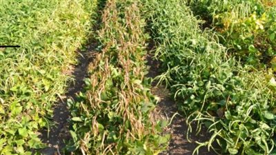 أكاديمية البحث العلمي تعلن عن إنتاج أصناف جديدة من بعض الخضراوات (صور) 