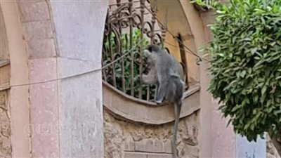 استمرار البحث عن القرود الهاربة بالغربية بعد ظهورها بالشوارع، والطب البيطرى: لا تؤذي المواطنين (صور)