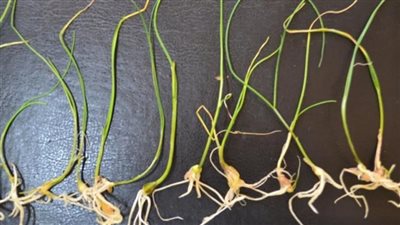 تفاصيل إنتاج البحث العلمي أصناف جديدة من بعض الخضراوات.. دعم جهود الدولة في تحقيق الأمن الغذائي.. وإنتاجية أعلى للمزارعين المصريين