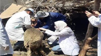 بيطري الفيوم: تحصين 15 ألف رأس ضد طاعون المجترات الصغيرة