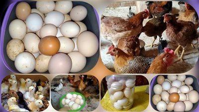 لوضع الحكومة في الصورة، الثروة الداجنة تناقش اليوم أزمة قلة إنتاج البيض وقفزة أسعار الكتاكيت