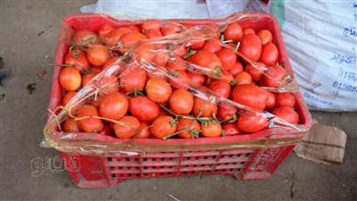 تاجر يكشف أسباب أزمة الطماطم ومتى تنخفض الأسعار (فيديو)