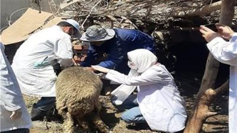 تحصين ماشية بالدقهلية،