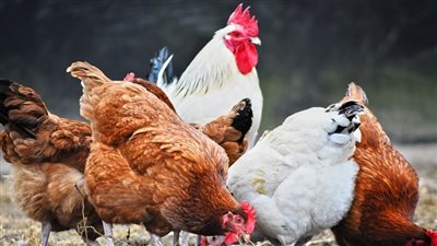 الفراخ البيضاء ترتفع 3 جنيهات، ننشر أسعار الدواجن اليوم الثلاثاء 