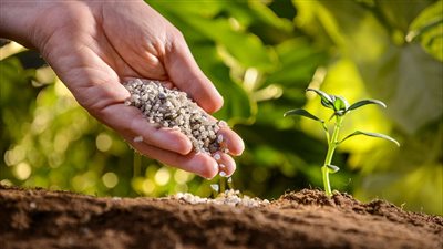 الزراعة: لا أزمة في تقاوي القمح وإنفراجة بالأسمدة بعد عودة المصانع للإنتاج