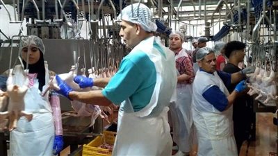 تفتيش مكثف من بيطري دمياط على مجازر الدواجن 