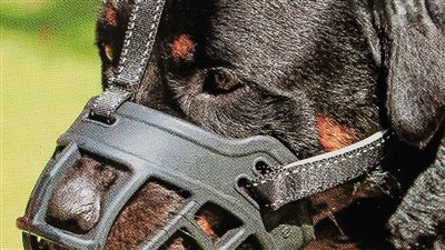 لماذا يلزم القانون أصحاب الحيوانات الخطرة بتكميم أفواهها بالشوارع؟ 