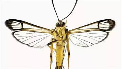  نوع نادر من العث يسافر لأكثر من 7 آلاف كيلومتر