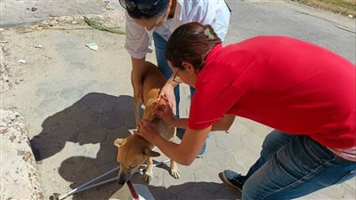حملة لتحصين الكلاب الضالة بلقاح السعار في دمياط 