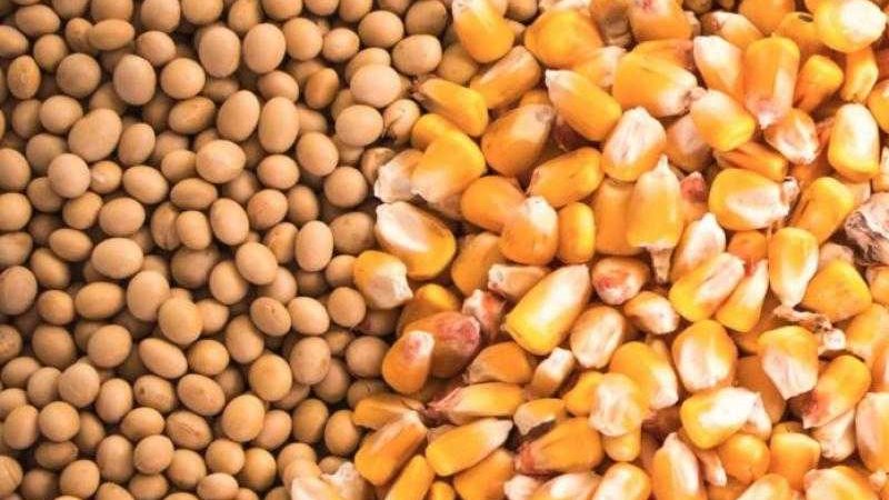 أسعار الأعلاف والحبوب