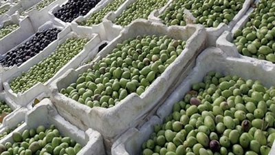 ارتفاع جديد في أسعار الزيتون الطازج بسوق العبور 