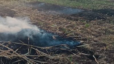 تشكيل لجنة لمواجهة الحرق المكشوف للمخلفات الزراعية بأسيوط