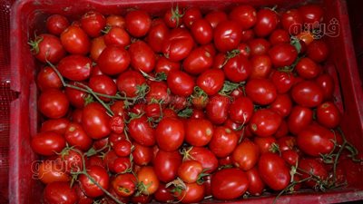 البلدي تتراجع 11 جنيهًا، انخفاض ملحوظ في أسعار الطماطم بالأسواق