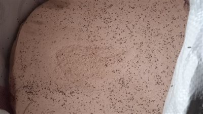 ضبط 14 طن قمح تقاوى زراعية منتهية الصلاحية في المنوفية