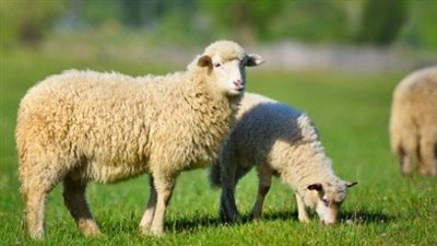 تفسير حلم شراء الخروف في المنام وعلاقته بقدوم السعادة والفرح 