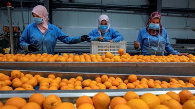 التصديري للصناعات الغذائية: 191 مليون دولار صادرات القطاع إلى أمريكا بأول 7 أشهر من 2024