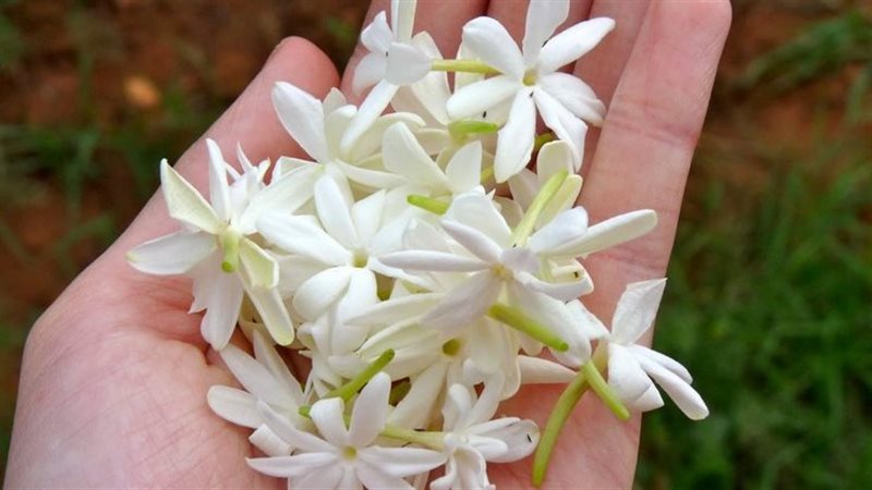 تفسير رؤية الفل في