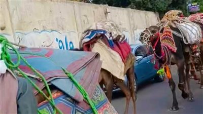 موكب الجمال يصل طنطا، 8 قرون من تقاليد الاحتفال بـ