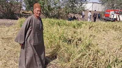حصاد الأرز البسمتي والعجين في الغربية (صور)
