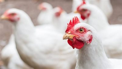 انخفاض جديد في أسعار الدواجن اليوم الأربعاء 16 أكتوبر 2024