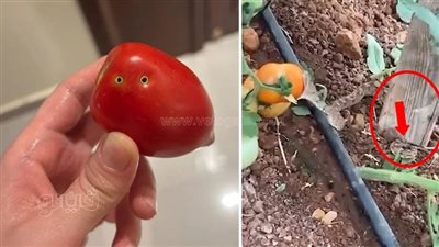 المجنونة تحاوطها الشائعات، حقيقة عضة الثعبان لمحصول الطماطم الجديد 