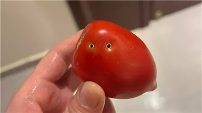 الثعابين ليست نباتية، الزراعة تكشف حقيقة صور الطماطم المسممة بلدغات الأفاعي