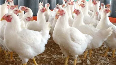 أسعار الدواجن اليوم الأربعاء 16-10-2024 في محافظة الفيوم 