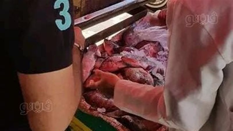 ضبط 20 طن أسماك مجمدة