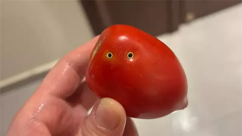 صورة ثمرة الطماطم
