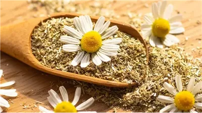 فوائد البابونج، يعالج التهابات المفاصل ويخفف التوتر ويعزز جمال البشرة