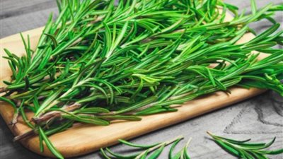 10 فوائد للروزماري، أبرزها تقوية المناعة وتحسين المزاج