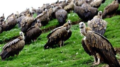 تقديم جثث موتاهم للنسور، مراسم غريبة في طقوس الدفن بـ«التبت» تثير الجدل (فيديو) 