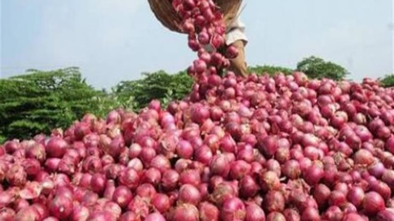 ارتفاع أسعار البصل