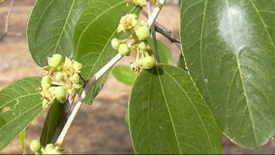 فوائد ورق السدر، يقوي المناعة ويحسن الهضم ويحسن صحة البشرة