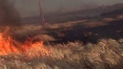 بعد انتهاء موسم التمور، تحذيرات من حرق مخلفات النخيل بالوادي الجديد