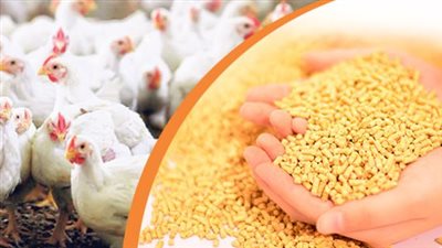 بعد زيادة البنزين والسولار، أحدث أسعار الأعلاف والحبوب بالأسواق