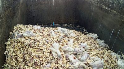 الأمن يكشف تفاصيل فيديو بيع دواجن فاسدة داخل محل فى بولاق الدكرور