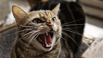 قط يعقر أطفالا بالشرقية، ومديرية الطب البيطري تنظم حملة للتخلص من الحيوانات الضالة 