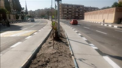 زراعة أشجار التوت العماني بشوارع الإسماعيلية (صور) 