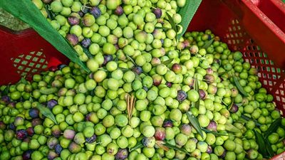  التفاحي يرتفع 10 جنيهات، تباين أسعار الزيتون الطازج في سوق العبور للجملة