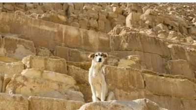 بعد تسلقه الأهرامات، صحيفة أمريكية تصف الكلب بوكا بالمغامر 