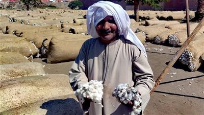 القطن الصعيدي يعيد أمجاد فرغلي باشا، ومزارعون عن ارتفاع سعره: القطنة ما بتكدبش وجرب بنفسك (فيديو) 