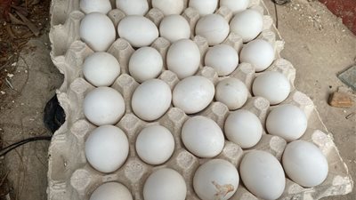 اليوم، استلام الشحنة الثانية من 