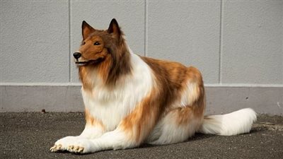 كويتيون يطالبون بسجن من يتخلى عن كلبه