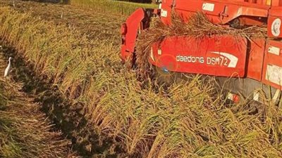 الزراعة: حصاد 94٪ من المساحات المنزرعة بالأرز، وإنتاج 28 ألف طن أسمدة عضوية بتدوير القش